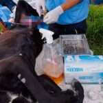 Falso veterinario estaría poniendo en riesgo la salud de las mascotas, advierte la alcaldía de Villavicencio