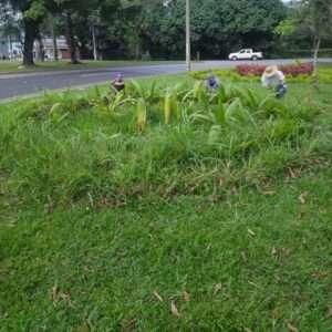 Mantenimiento del diseño paisajístico Glorieta Vanguardia