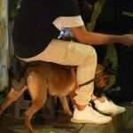 Operativos con canina antinarcóticos refuerzan el plan fastidio en Villavicencio