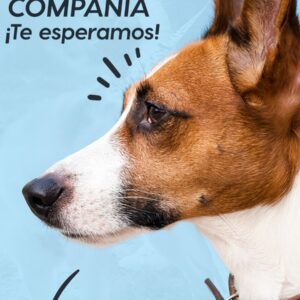 Primera Caminata de Animales de Compañía