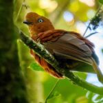 Villavicencio reporta 250 especies en el global Big Day y aporta al liderazgo del meta en Colombia
