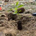 Jóvenes lideraron jornada ambiental de siembra sobre la ronda del río Ocoa